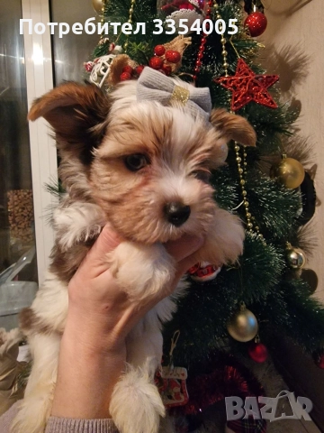мъжко йорки бивър супер подарък 