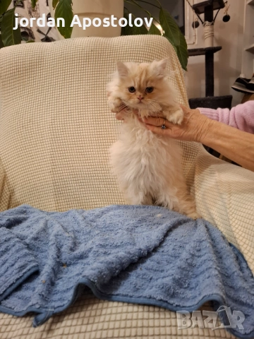 Персийски котенца, снимка 6 - Персийска - 53263117