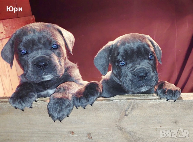 Кане корсо свободно момиче , снимка 4 - Кане корсо - 53083867