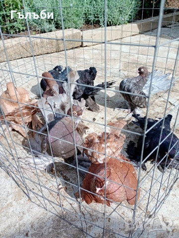 Ростовски, салтинети и гугутки , снимка 4 - Гълъби - 51955942