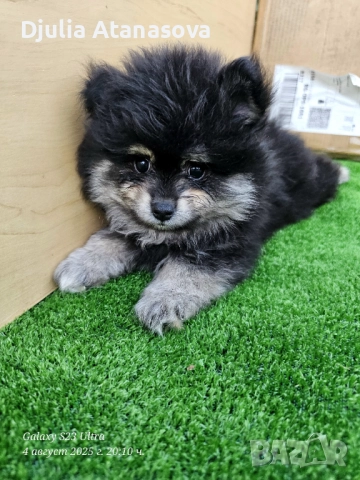 Продавам померанчета, снимка 7 - Померан - 51719427