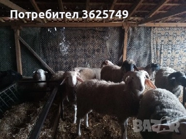 мъжки шилета, снимка 6 - Овце - 52874585