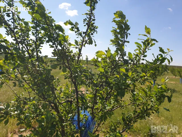 Овощни градини Сливи и круши , снимка 2 - Земеделска земя - 48894419