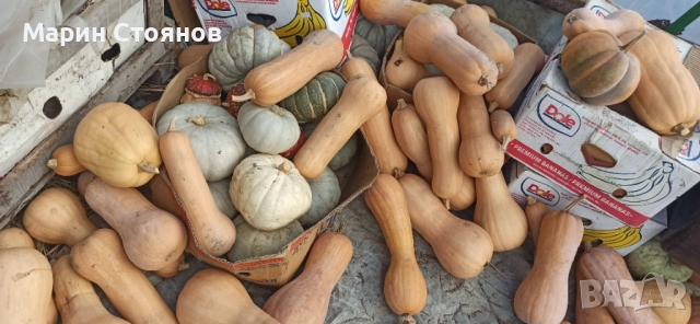 Тивки за консумация , снимка 3 - Градински цветя и растения - 52455952