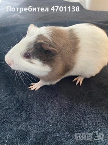 Мъжко морско свинче