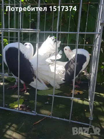 Продавам мъжки фенерлии на черен капак 