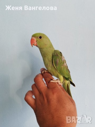 Малък александър, снимка 4 - Други - 34363436