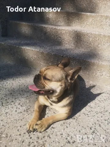 френски булдог женска. , снимка 11 - Френски булдог - 50194174