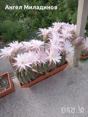 Сандъче с кактуси