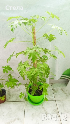 комплект цветя 10 евро и други цветя , снимка 11 - Стайни растения - 53144265