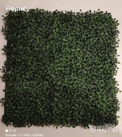 Зелено пано 50x50 см. Чемшир., снимка 2 - Пана - 53053082