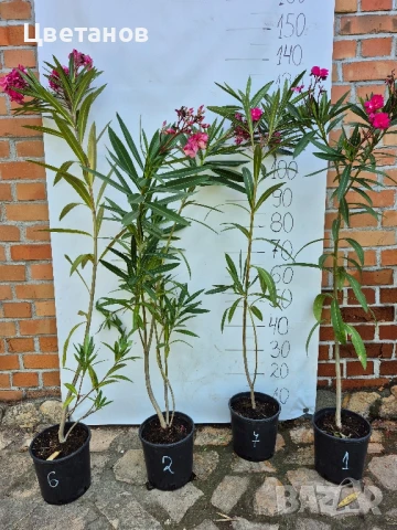 Олеандър (Зокум/Лян), снимка 2 - Стайни растения - 51011953