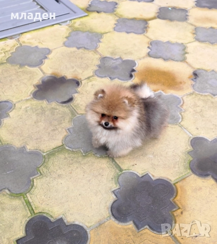 померан, снимка 4 - Померан - 52998650
