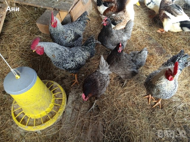 Био яйца от домашни щастливи кокошки в планинско село, снимка 8 - Домашни продукти - 43290905