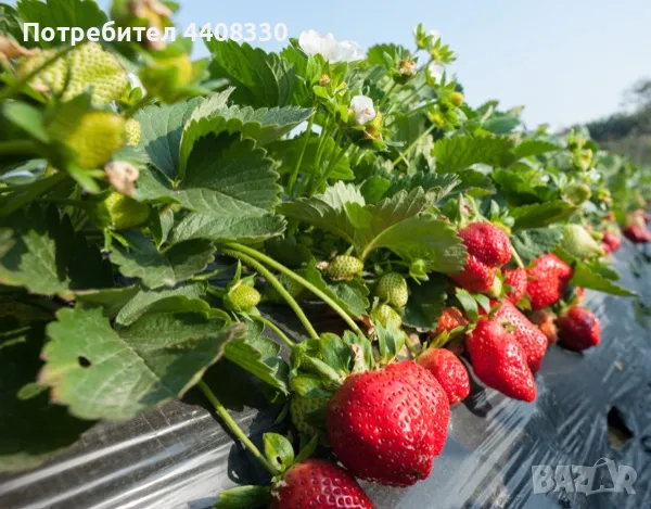 Prodavam celogodishen sort qgodi sort Florida, снимка 5 - Разсади - 49428933