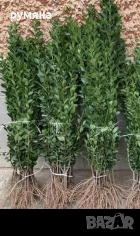 лигуструм за жив плет на гол корен 50-60 см , снимка 2 - Разсади - 51323647