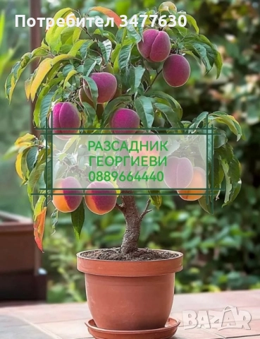 МИНИ (КОЛОННИ) ОВОЩНИ ДРЪВЧЕТА, снимка 6 - Градински цветя и растения - 47081860