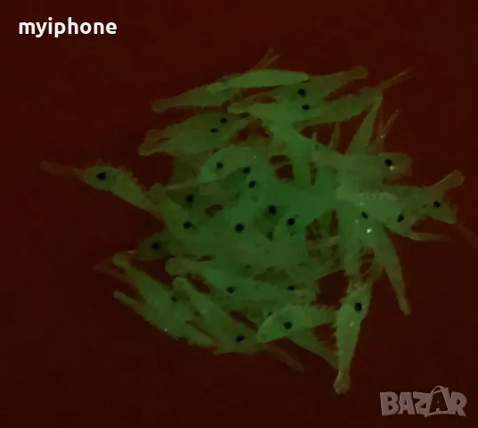 50 броя Светещи в тъмното скариди 3,5см. силиконови, снимка 4 - Стръв и захранки - 48967992