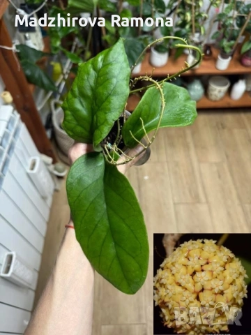 Hoya ah 032 , снимка 2 - Стайни растения - 52190430