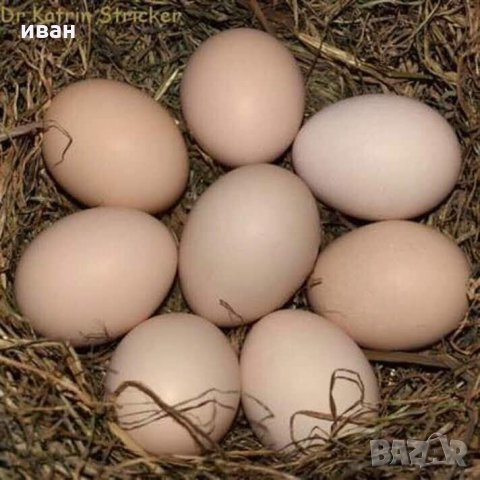 Бяло Брезе-оплодени яйца,_много добра носачка 250 _280 яйца до 70 грама с уникално вкусно месо , снимка 8 - Кокошки и пуйки - 24127501
