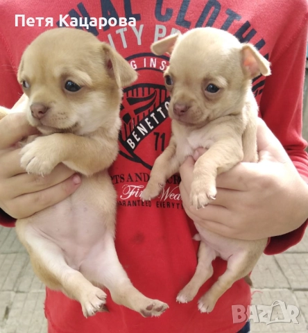 Чихуахуа кученце, снимка 2 - Чихуахуа - 52915316