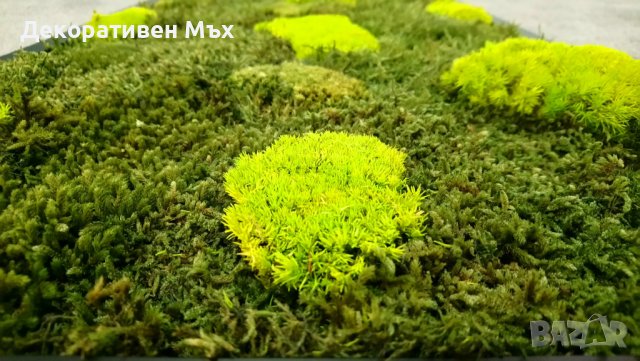 Промоция - декоративен плосък стабилизиран скандинавски естествен мъх., снимка 10 - Декорация за дома - 35451895