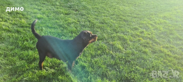 Женси Ротвайлерчета, снимка 4 - Ротвайлер - 52895476