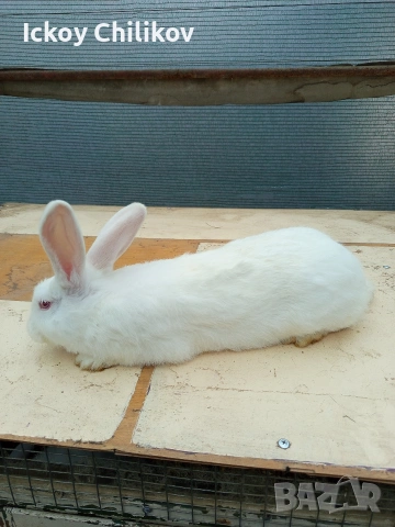 Зайци, снимка 2 - Други животни - 53573501