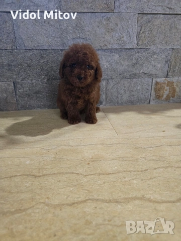 Той Пудел момче 