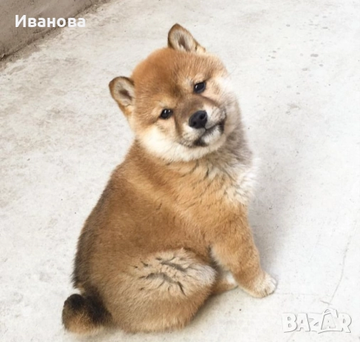 Шиба ину кученца, снимка 2 - Шиба ину - 46910234