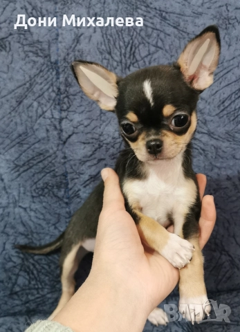 Чихуа Хуа , снимка 2 - Чихуахуа - 52672608