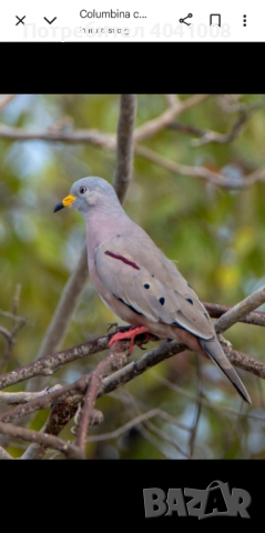 Продавам Егзотични гълъби 