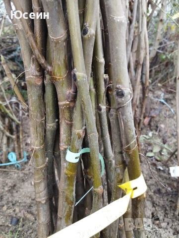 Фиданки от смокиня, снимка 7 - Градински цветя и растения - 52578902