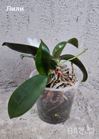 Орхидея фаленопсис Mini mark, снимка 3 - Стайни растения - 44899062