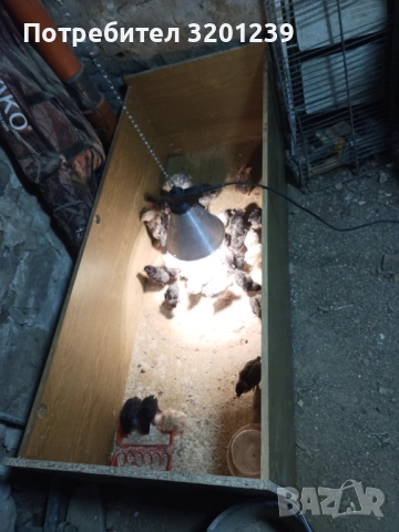 Продавам малки пилета , снимка 2 - Кокошки и пуйки - 53250622