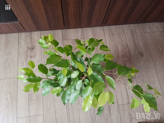 Фикус Бенджамин - стайно растениe, снимка 4 - Стайни растения - 53581110