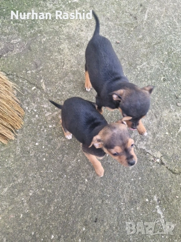 пинчер куче , снимка 3 - Пинчер - 53008164