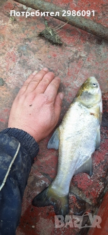 Зарибител Толостолоб Шаран, снимка 2 - Други - 52642042