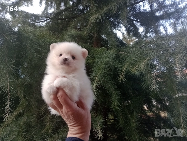 Бели мъжки и женски Померани. Реални снимки от 02.01.26 г. , снимка 7 - Померан - 52932942