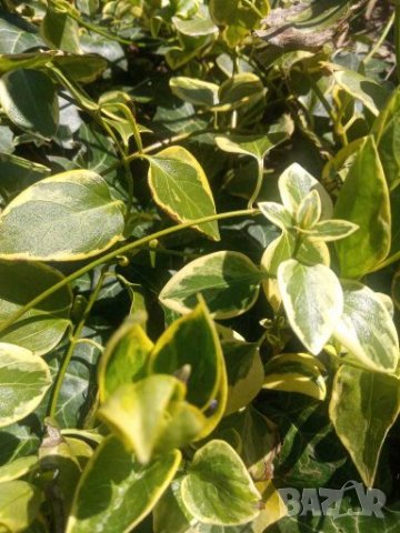 Винка Вариегата Зеленика 💥, снимка 1