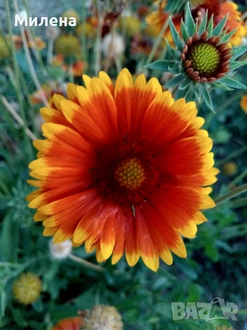 Семена за едногодишни цветя , снимка 17 - Сортови семена и луковици - 51341019