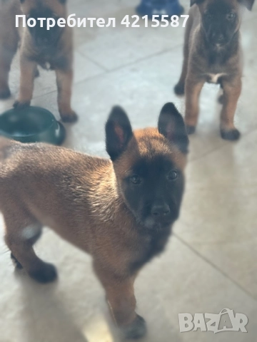 Белгийска овчарка бебе, снимка 3 - Белгийска овчарка - 52804440