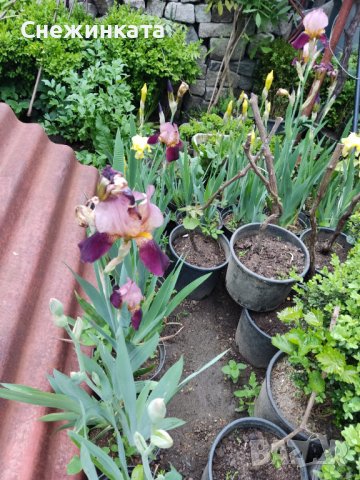 Красиви пролетни цветя-корда/перуника/ирис/германика, снимка 1 - Градински цветя и растения - 40875276