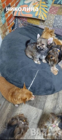 Продавам Йоркширски териер , снимка 6 - Йоркширски териер - 53051709