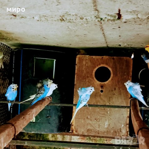 ТКБ Хеликоптери , снимка 2 - Папагали - 38350184