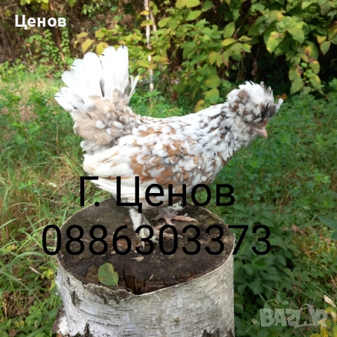 Чифтове струмски бантам, снимка 7 - други­ - 49315454