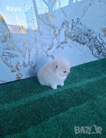 Померани със и без родословие