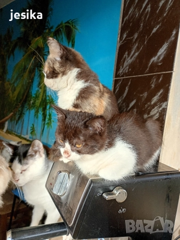 подарявам малки сладки котенца, полуперсийчета много кротки и социални., снимка 8 - Други - 52403149