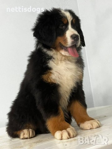 Бернски Овчарки (Бернски Зененхунд), снимка 3 - Бернска овчарка - 40819605