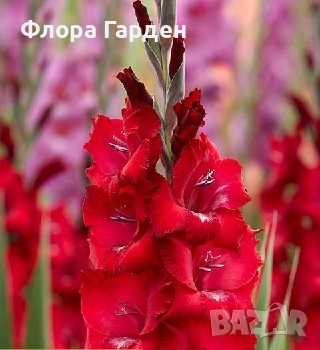 ГЛОКСИНИЯ и ГЛАДИОЛ - Грудки/ПРЕДВАРИТЕЛНИ ПОРЪЧКИ, снимка 8 - Сортови семена и луковици - 49236279